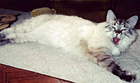 Smiling Cat