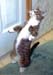 catdancing